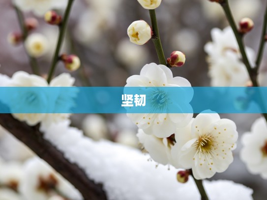 梅花香自苦寒来——揭秘坚韧不拔的生命之美与梅花文化赏析