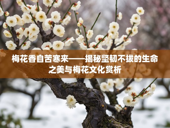 梅花香自苦寒来——揭秘坚韧不拔的生命之美与梅花文化赏析