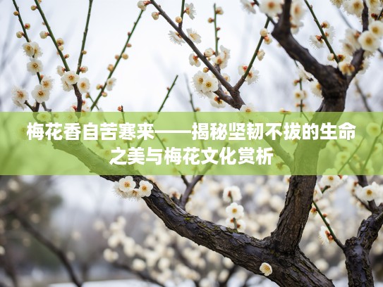 梅花香自苦寒来——揭秘坚韧不拔的生命之美与梅花文化赏析