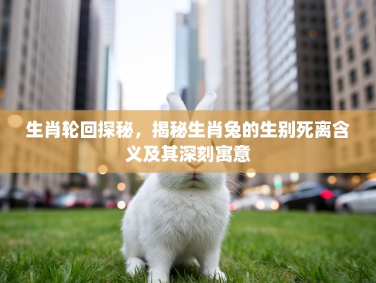 生肖轮回探秘，揭秘生肖兔的生别死离含义及其深刻寓意