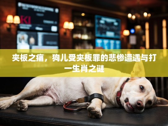 夹板之痛，狗儿受夹板罪的悲惨遭遇与打一生肖之谜