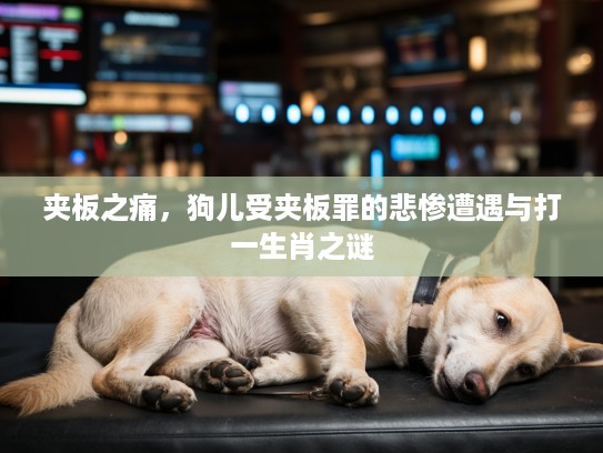 夹板之痛，狗儿受夹板罪的悲惨遭遇与打一生肖之谜
