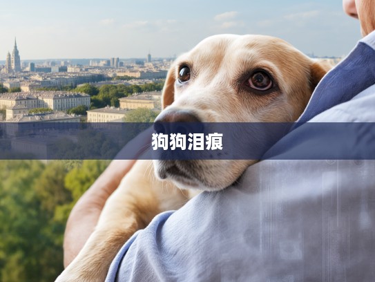 狗狗相伴的泪痕故事，感激流涕指揭秘，生肖间的忠诚情深