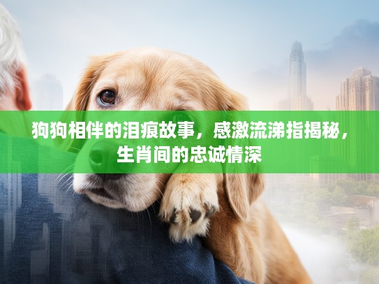 狗狗相伴的泪痕故事，感激流涕指揭秘，生肖间的忠诚情深