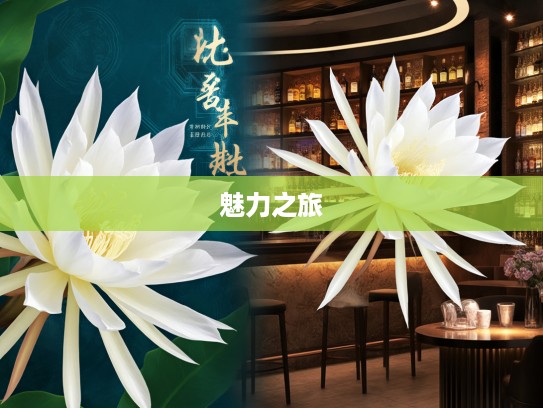 探寻成语之美，从昙花一现到丰富组词的成语魅力之旅