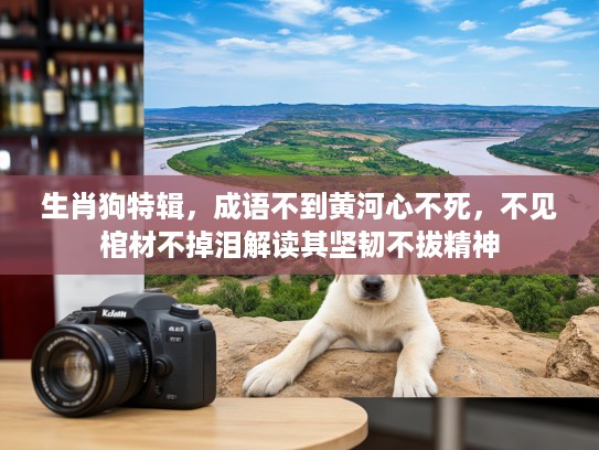 生肖狗特辑，成语不到黄河心不死，不见棺材不掉泪解读其坚韧不拔精神