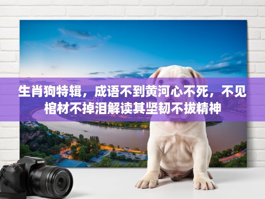 生肖狗特辑，成语不到黄河心不死，不见棺材不掉泪解读其坚韧不拔精神