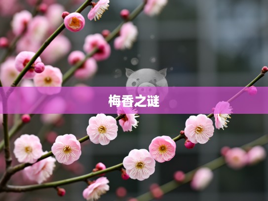 一枝梅花香十里生肖揭秘，探寻生肖猪的独特梅香之谜