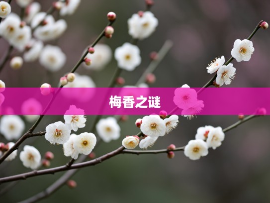 一枝梅花香十里生肖揭秘，探寻生肖猪的独特梅香之谜