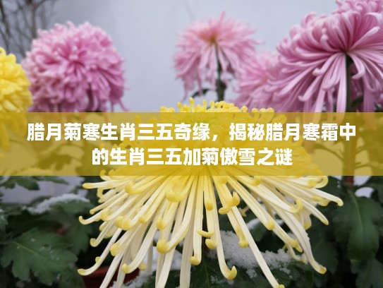腊月菊寒生肖三五奇缘，揭秘腊月寒霜中的生肖三五加菊傲雪之谜